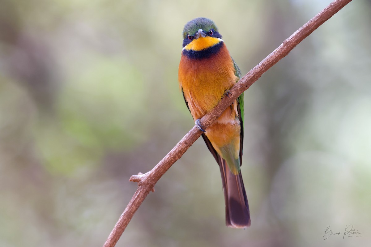 Cinnamon-chested Bee-eater - Bruno Portier