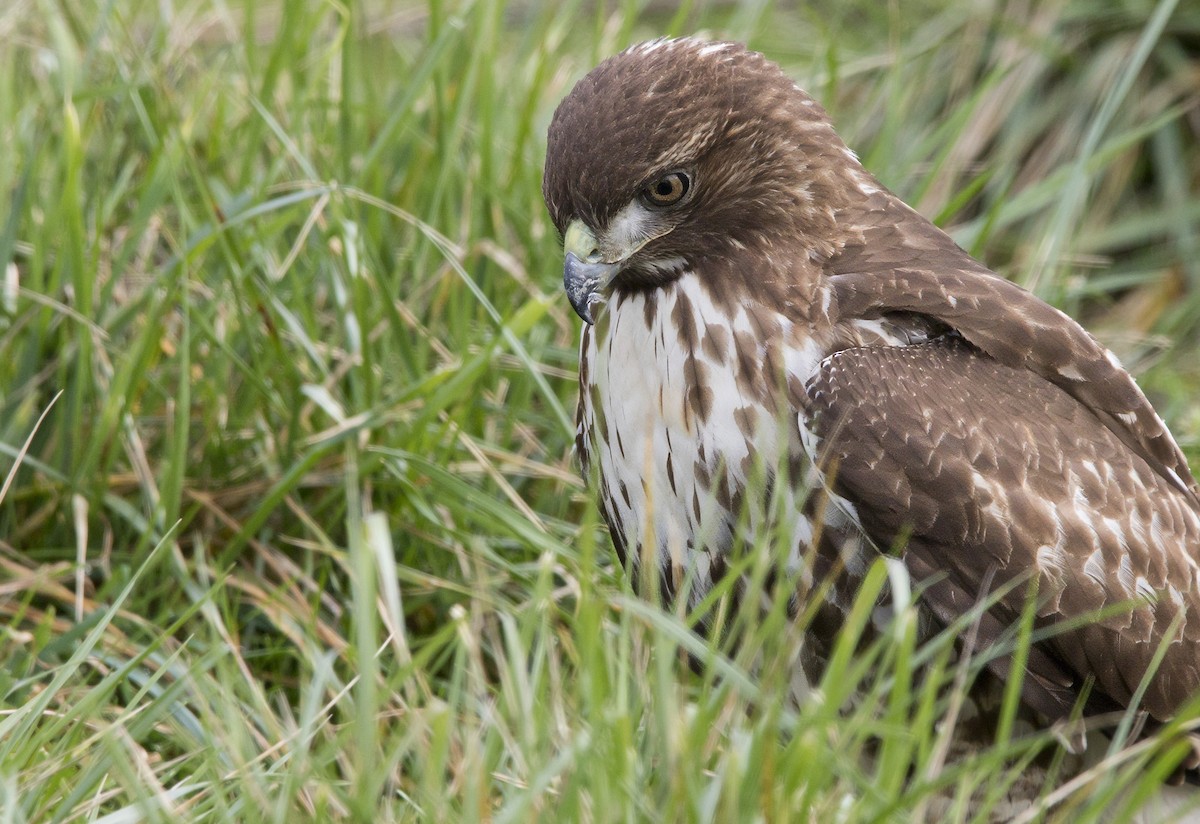 Red-tailed Hawk - ML614983235