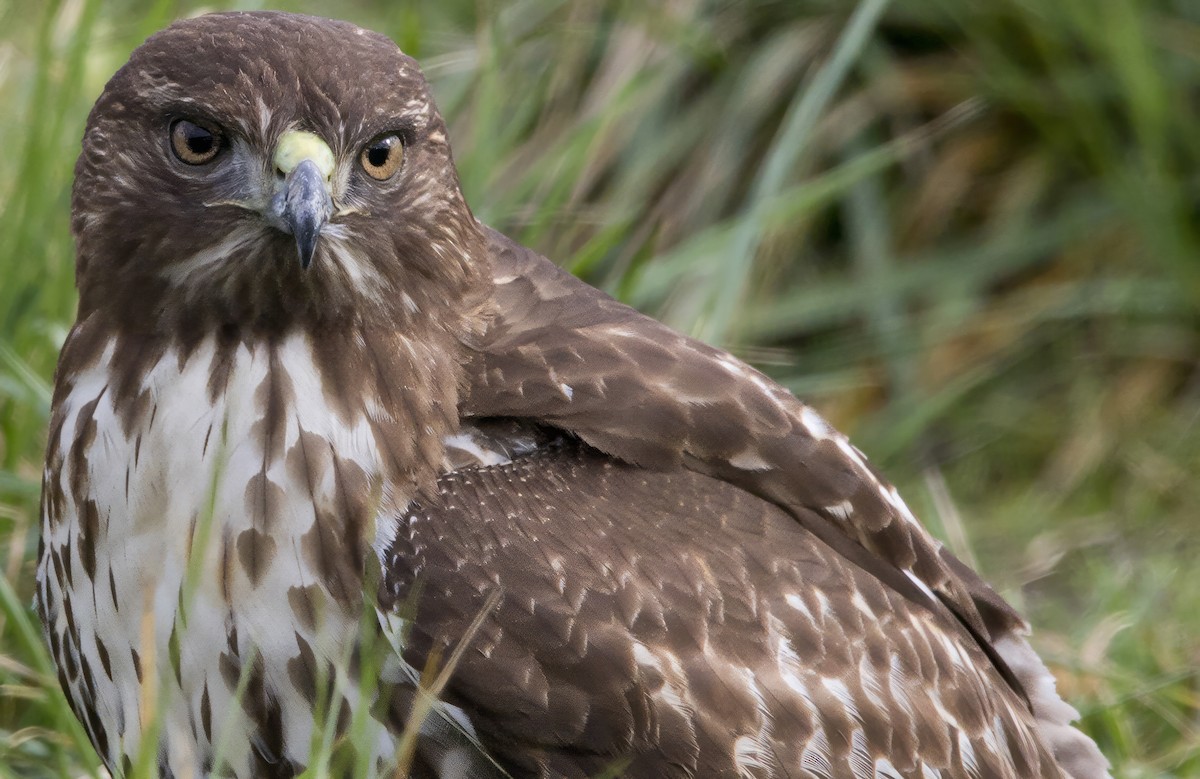 Red-tailed Hawk - ML614983237