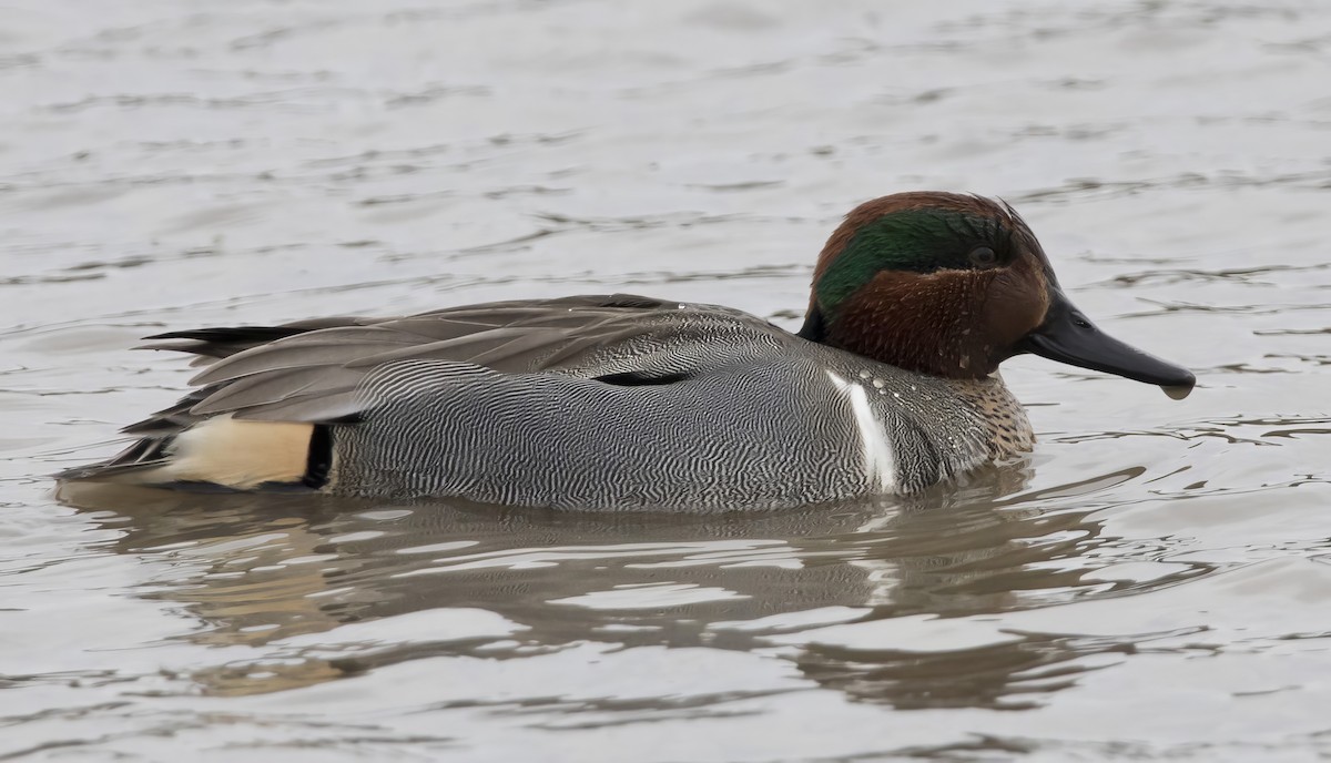 Green-winged Teal - ML614983393