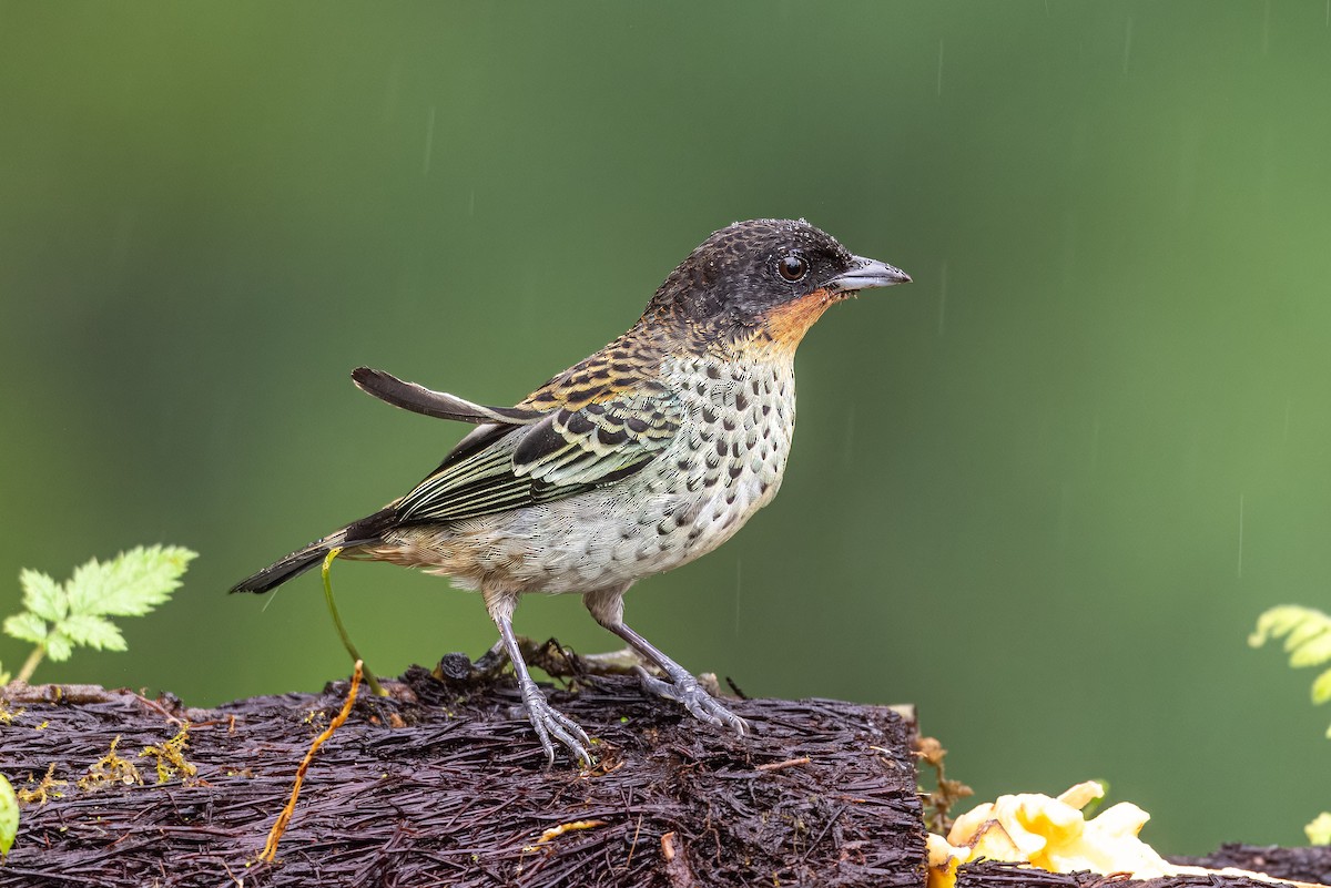 Rufous-throated Tanager - ML614984025