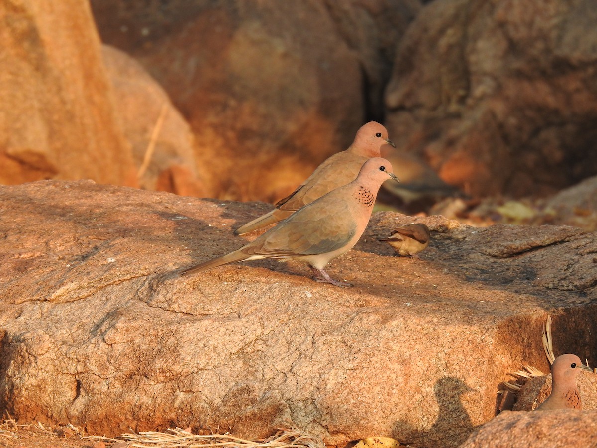 Laughing Dove - ML614984064