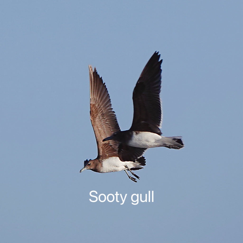 Sooty Gull - ML614984083