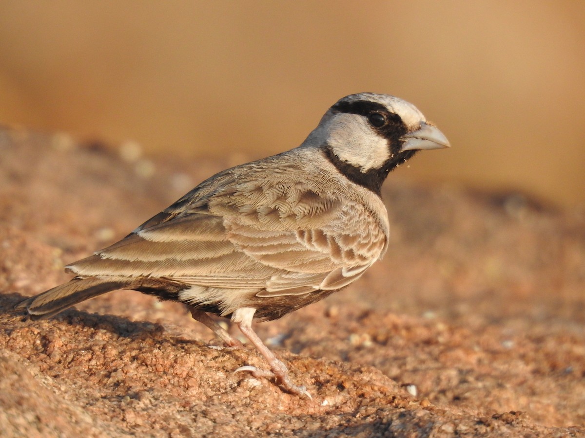 Ashy-crowned Sparrow-Lark - ML614984098