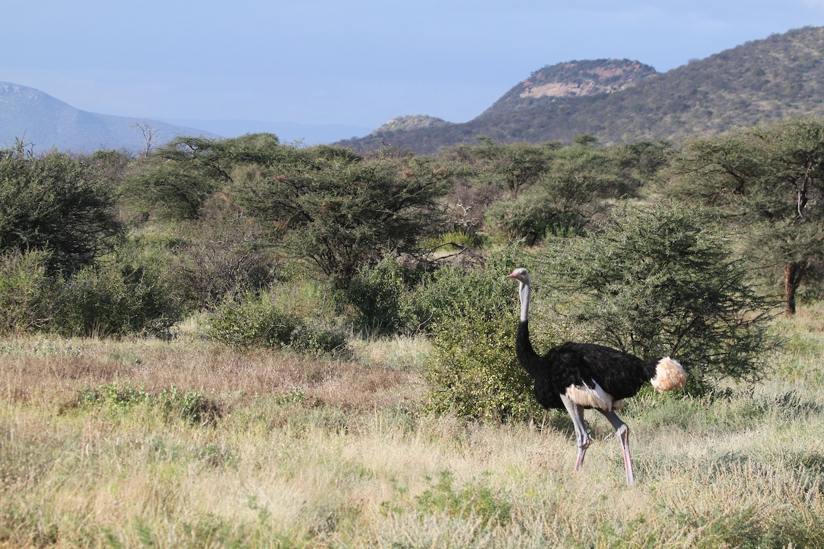 Somali Ostrich - Eduardo Soler