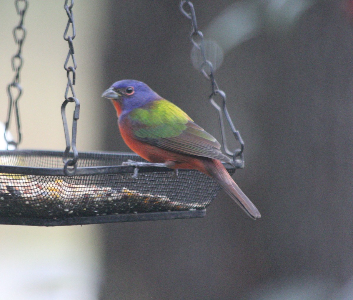 Painted Bunting - ML614984301