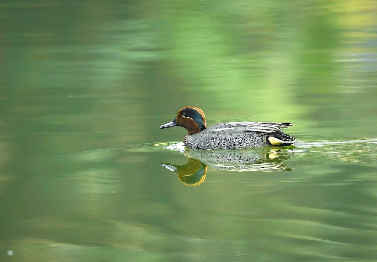 Green-winged Teal - ML614984333