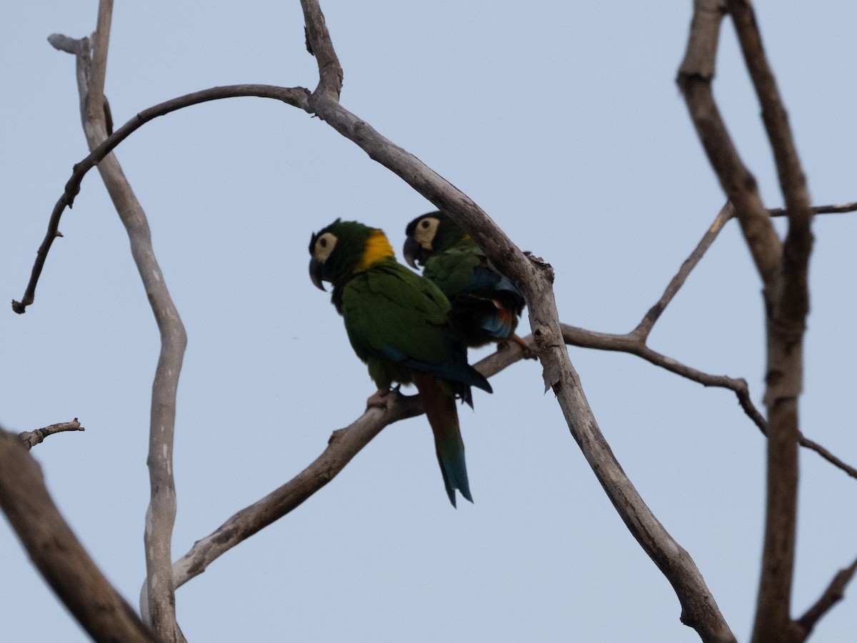 Yellow-collared Macaw - ML614984391