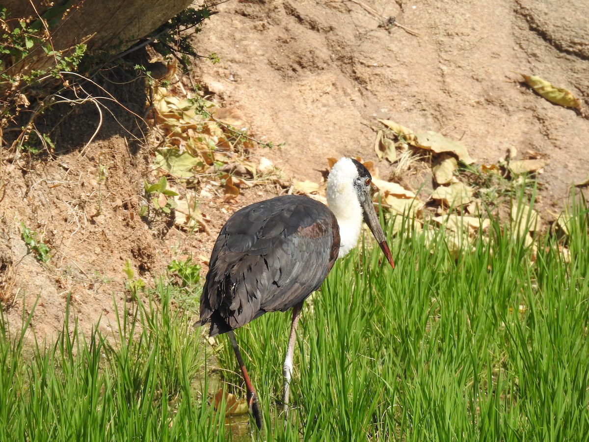 Asian Woolly-necked Stork - ML614984537