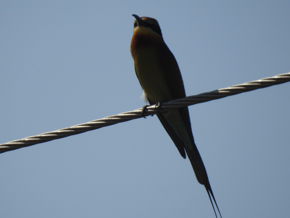 Blue-tailed Bee-eater - dineshbharath kv