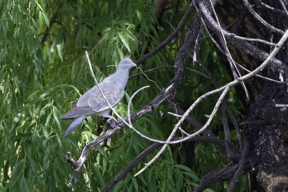 Spot-winged Pigeon (albipennis) - ML614984788