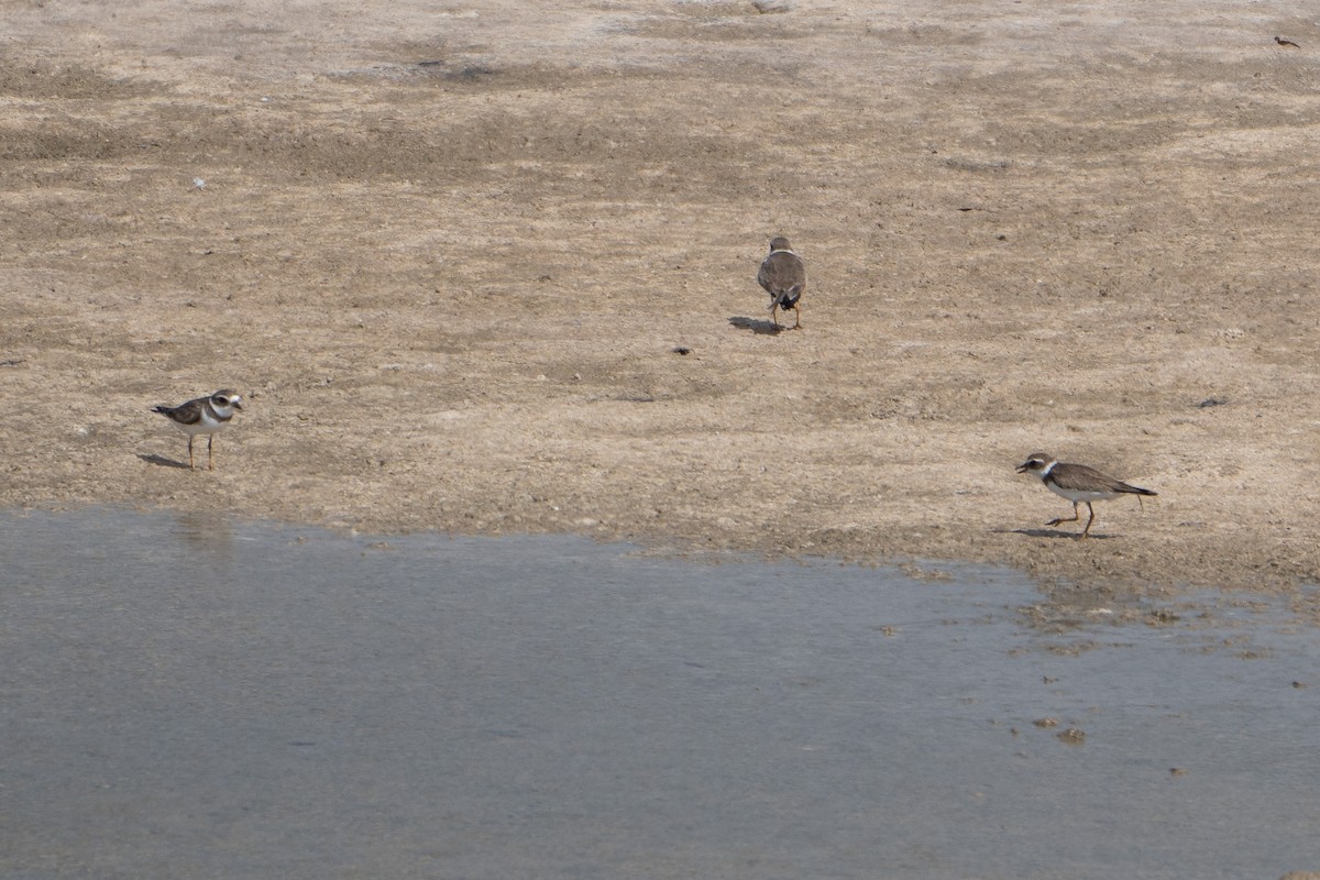 Semipalmated Plover - ML614984845