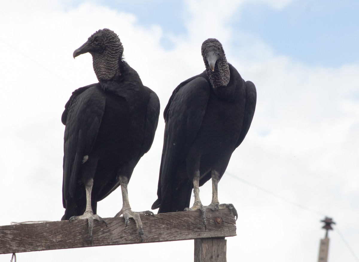 Black Vulture - ML614984855