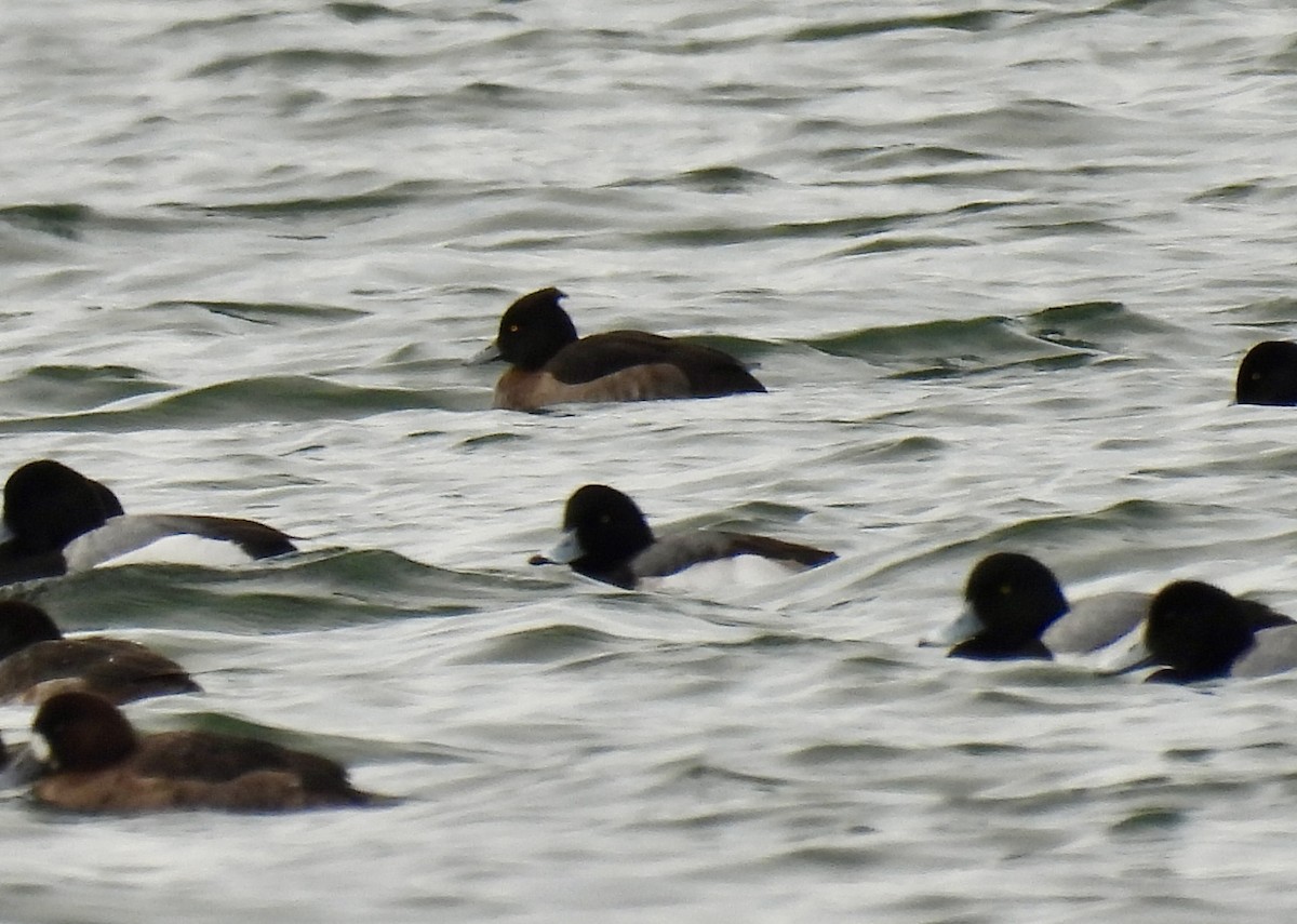 Tufted Duck - ML614984916