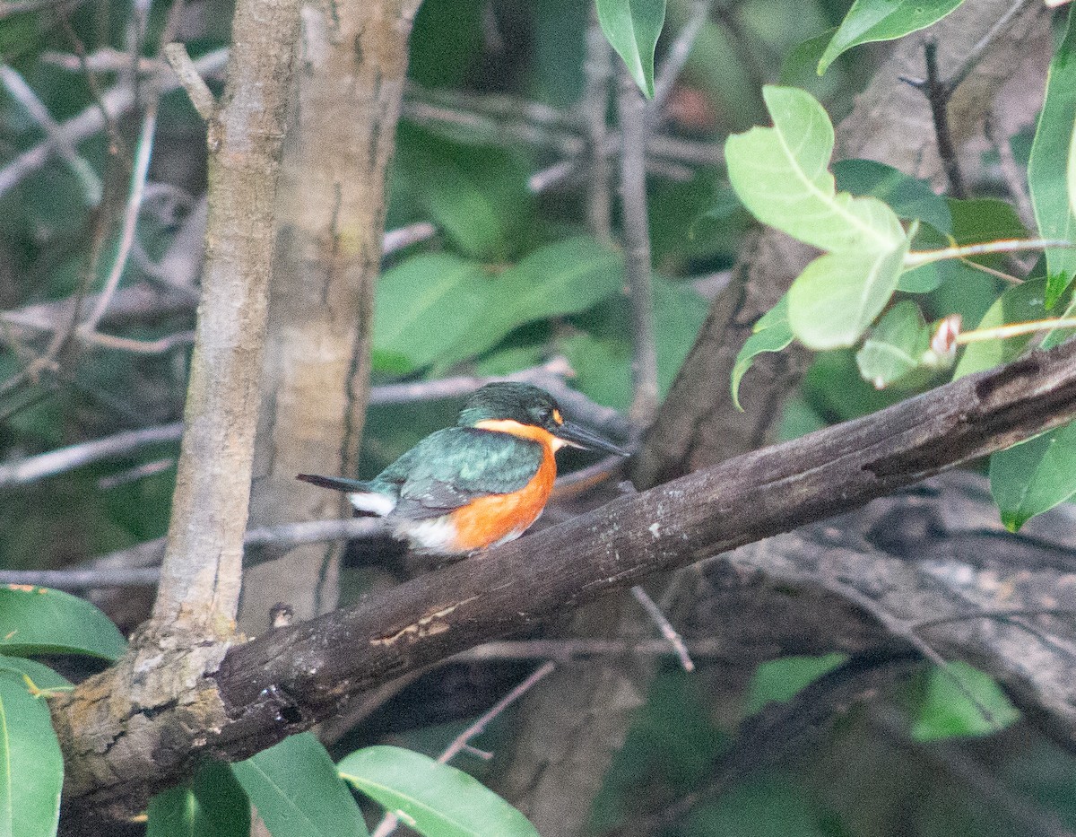 American Pygmy Kingfisher - ML614984994