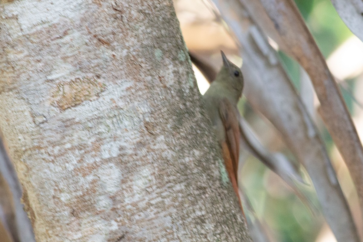 Olivaceous Woodcreeper - Zaine mohamed
