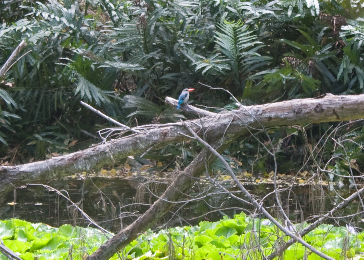 Mangrove Kingfisher - ML614985241