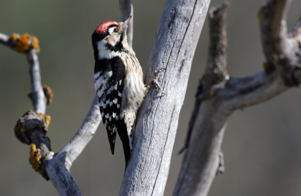 Lesser Spotted Woodpecker - Miguel García