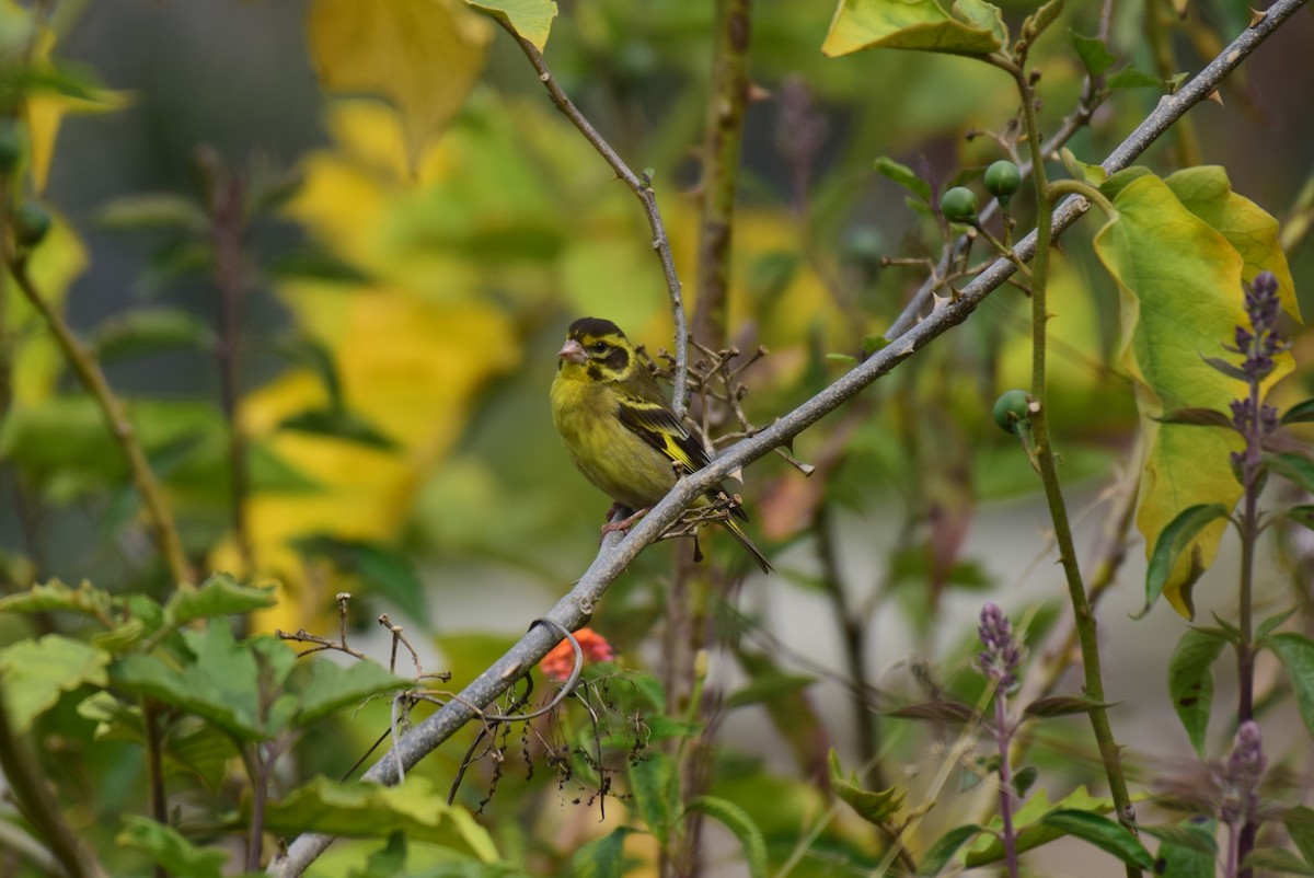 Yellow-breasted Greenfinch - ML614985408