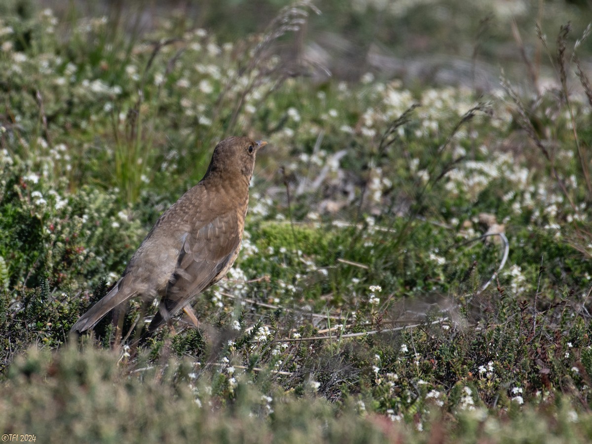 Austral Thrush (Falkland) - ML614985507