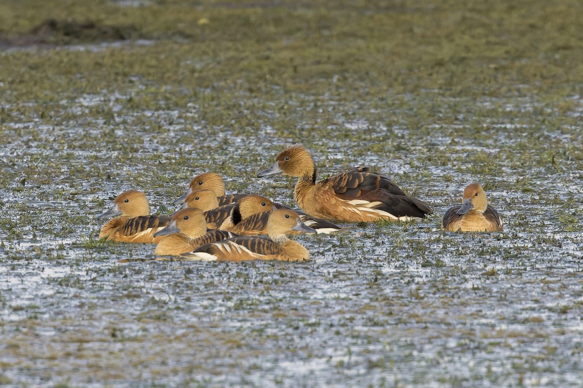 Fulvous Whistling-Duck - ML614985772