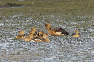Fulvous Whistling-Duck, ML614985772