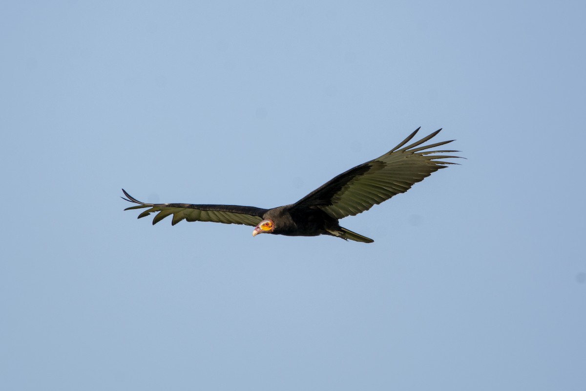 Lesser Yellow-headed Vulture - ML614985982