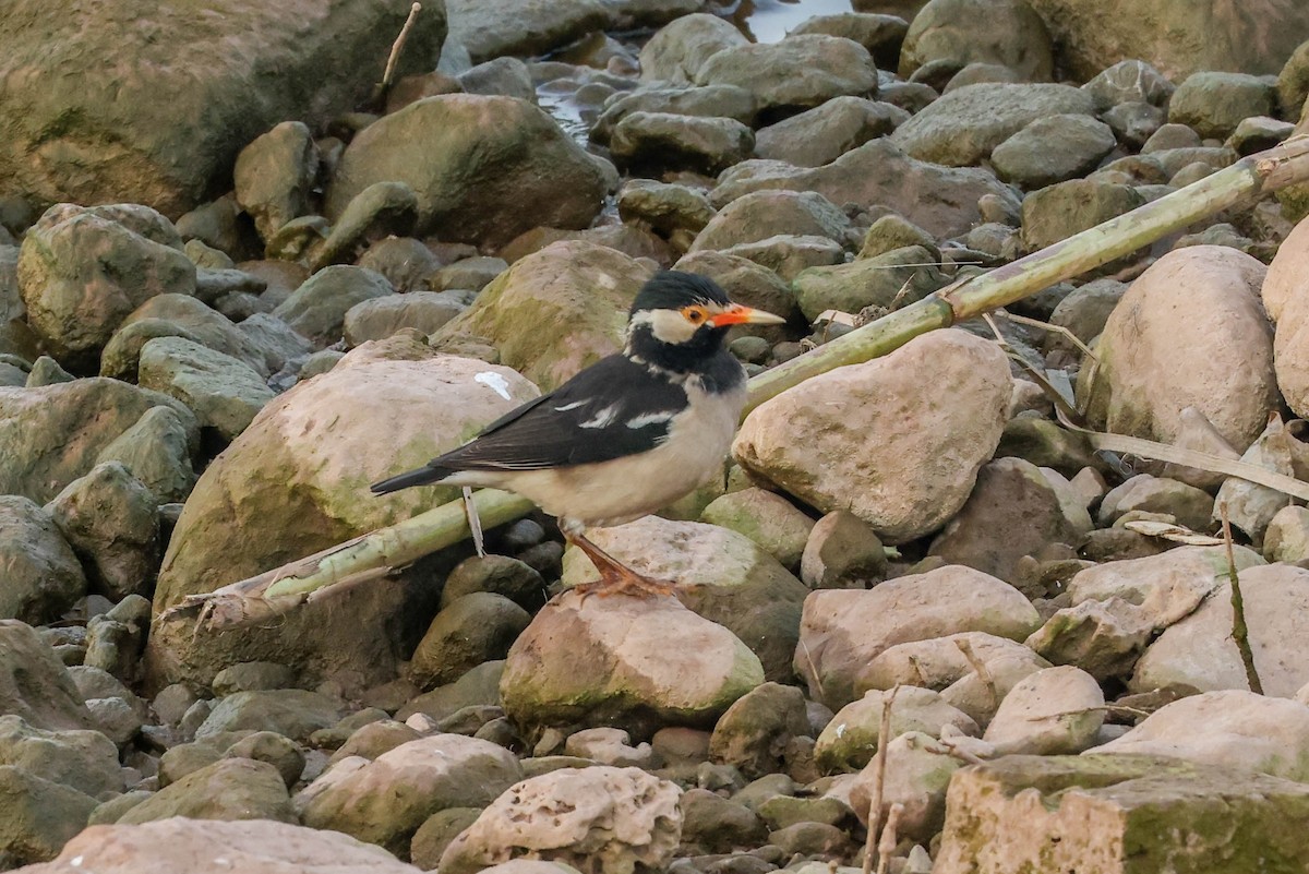 Indian Pied Starling - ML614986011