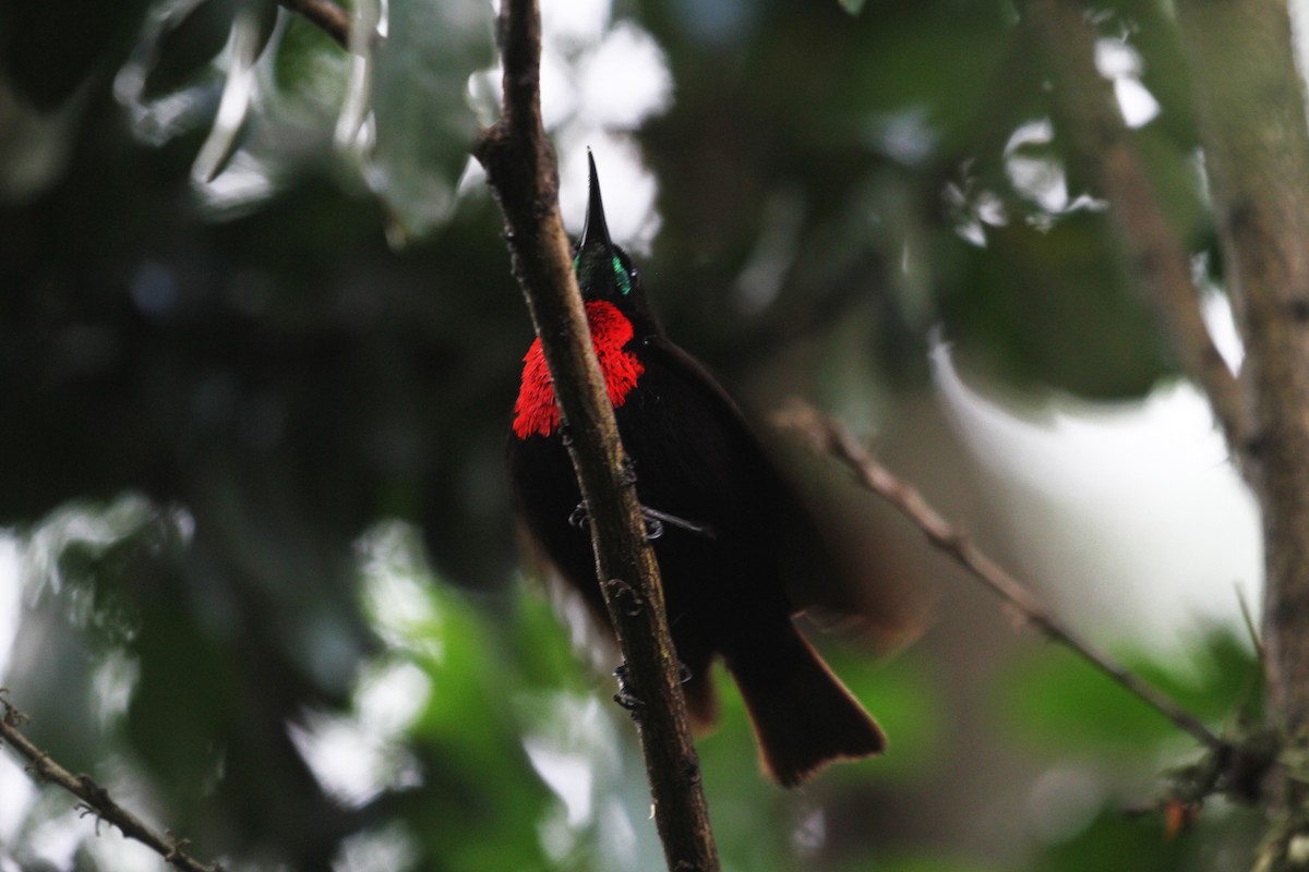 Scarlet-chested Sunbird - Eduardo Soler