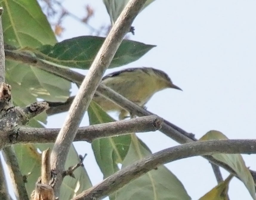 Double-banded Graytail - ML614986249
