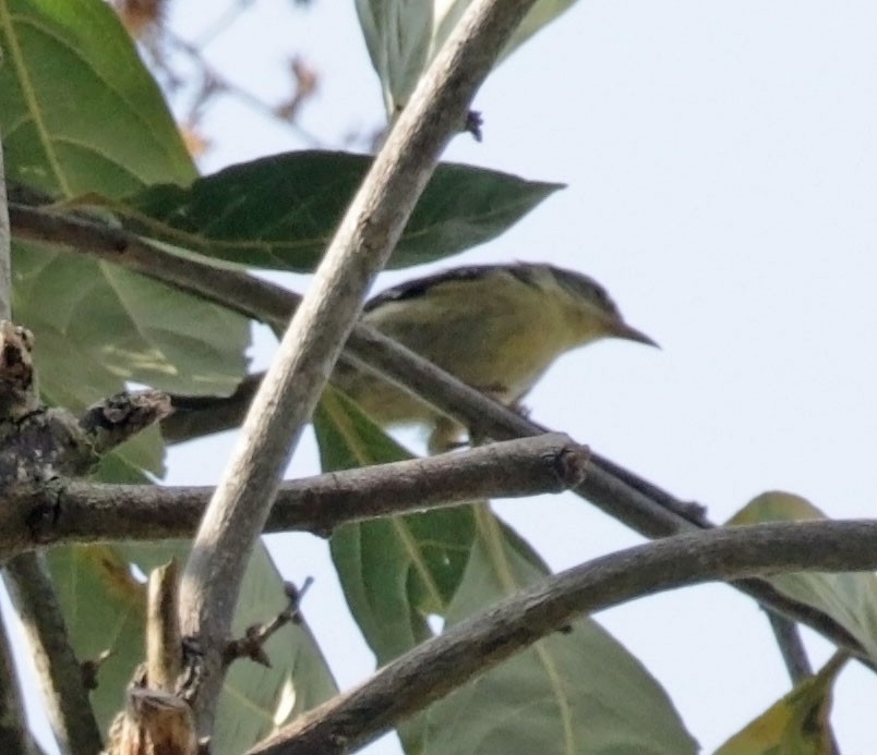 Double-banded Graytail - ML614986384