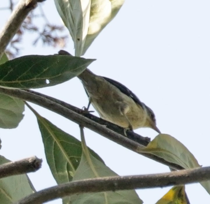 Double-banded Graytail - ML614986488