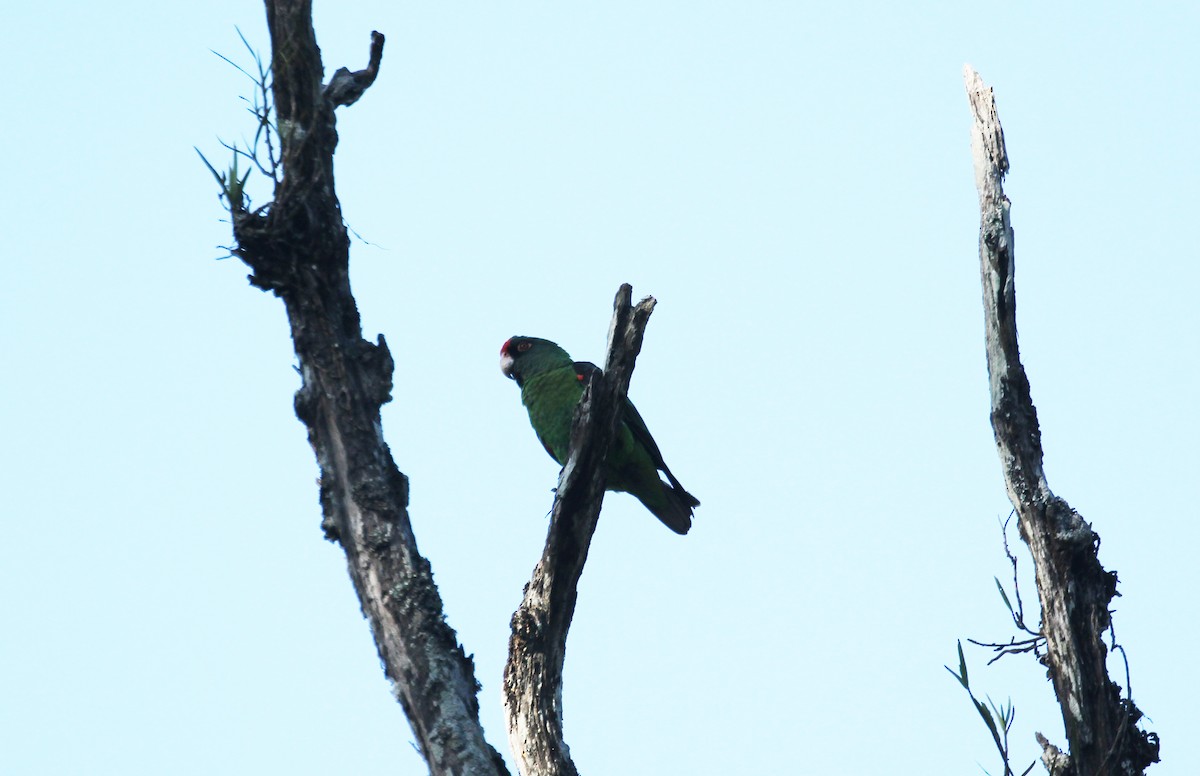 Red-fronted Parrot - ML614986496