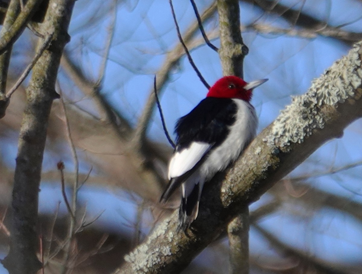 Red-headed Woodpecker - ML614986544