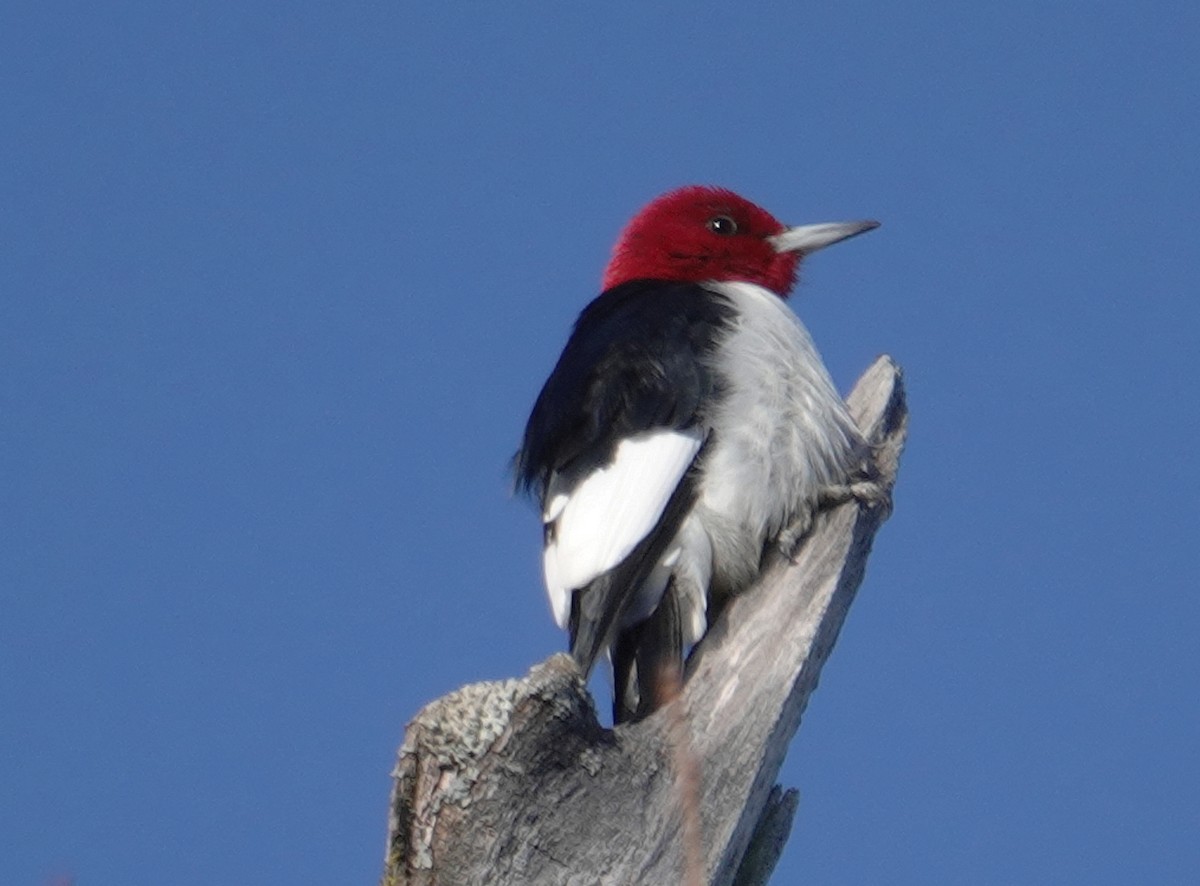 Red-headed Woodpecker - ML614986545