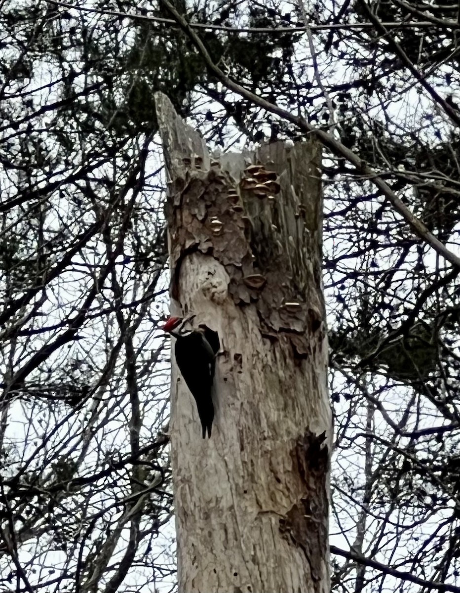 Pileated Woodpecker - ML614986546