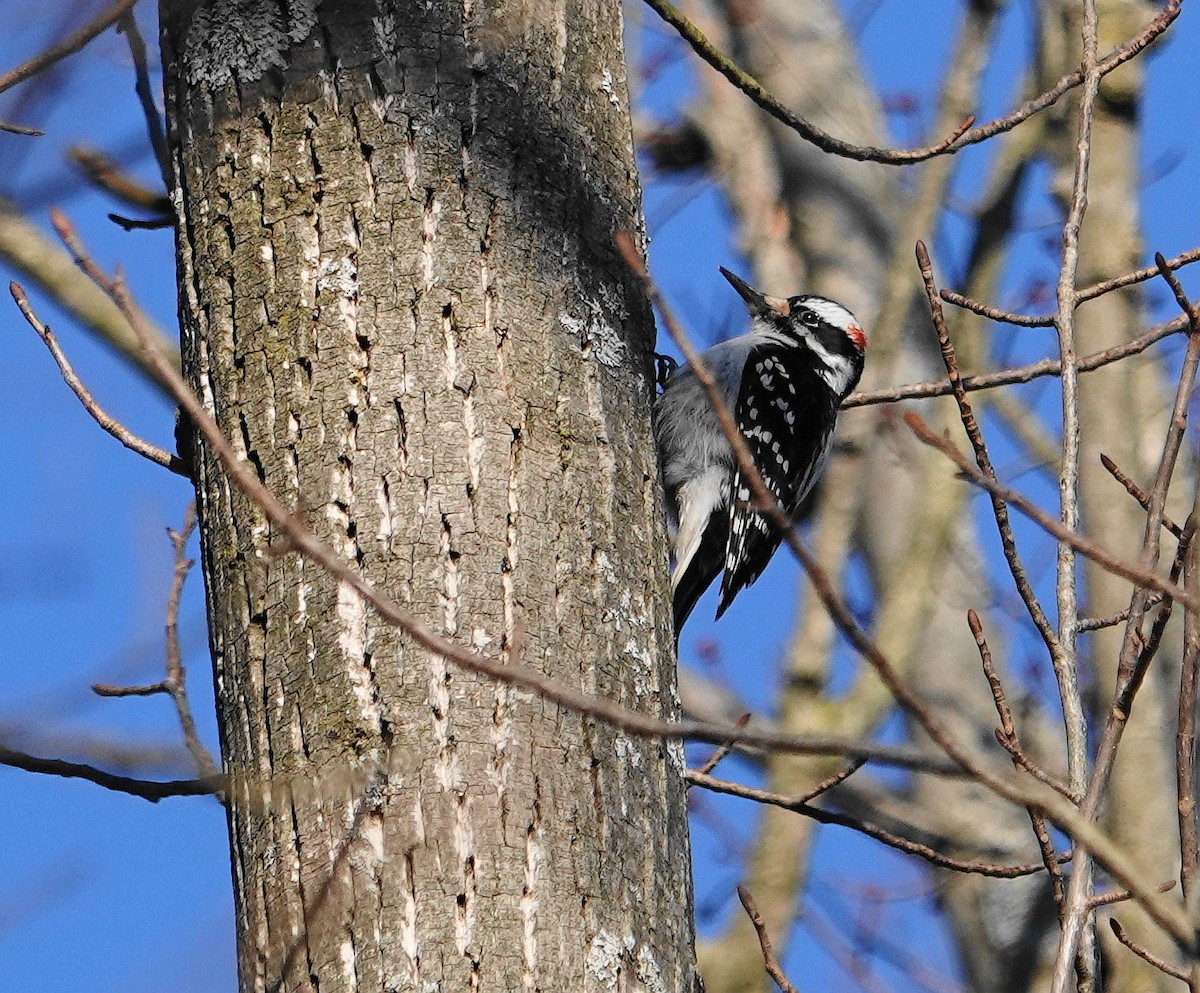 Hairy Woodpecker - Matthew Morrison