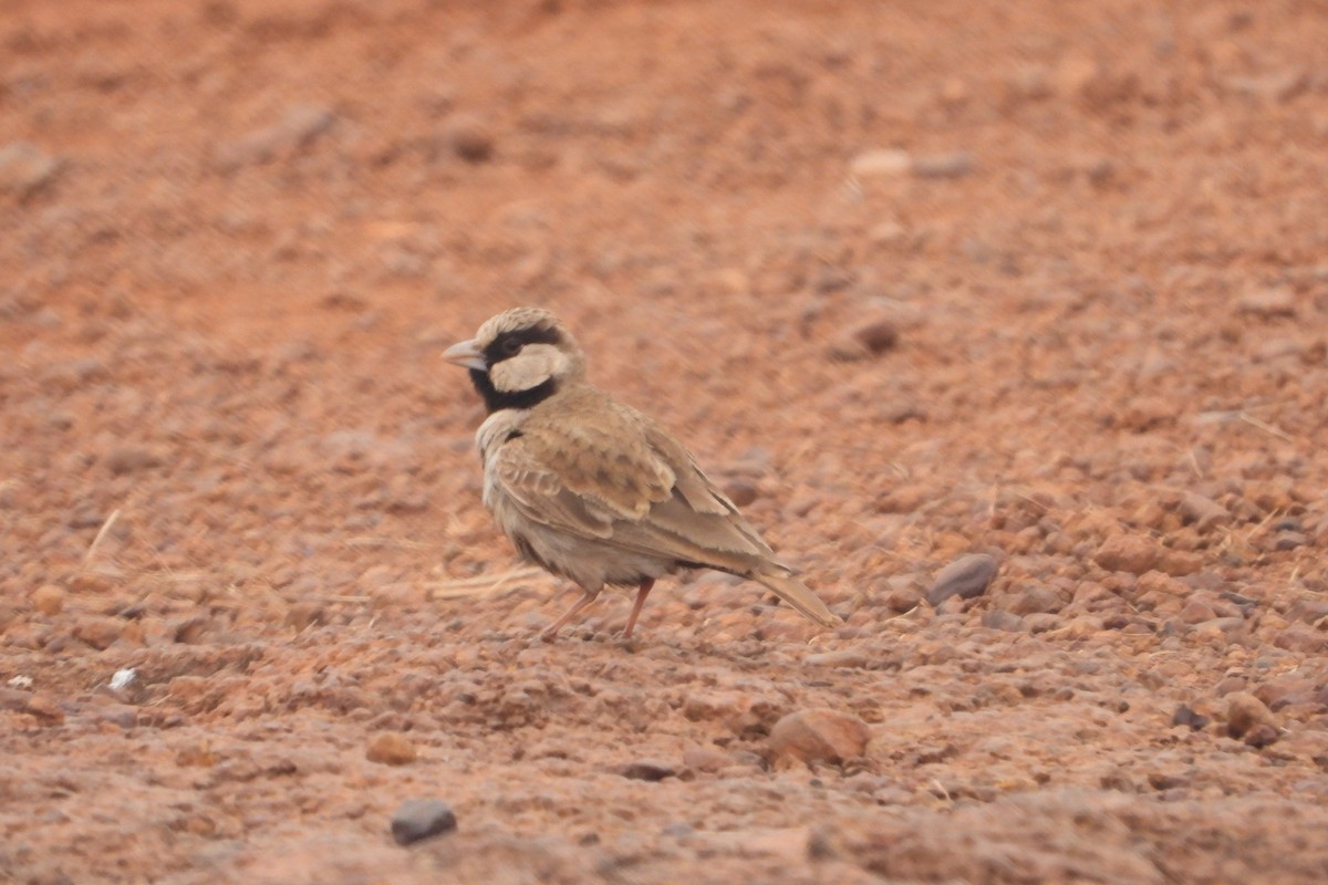 Ashy-crowned Sparrow-Lark - Sandhya Lenka