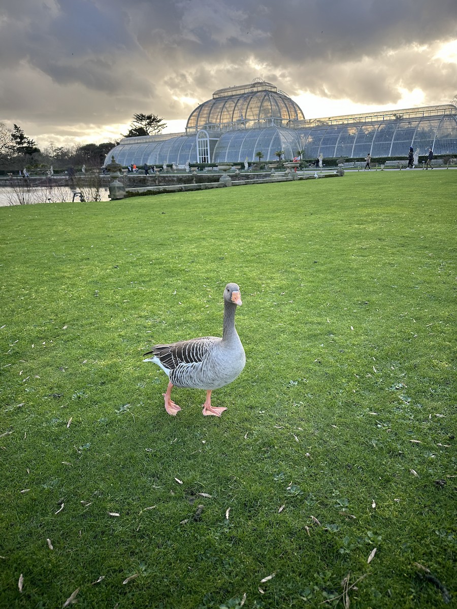 Great Backyard Bird Count Checklist - 18 Feb 2024 - Kew Gardens - 9 species