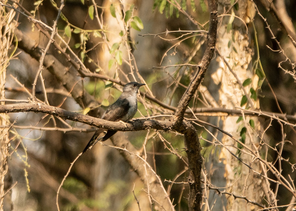 Gray-bellied Cuckoo - Garima Bhatia
