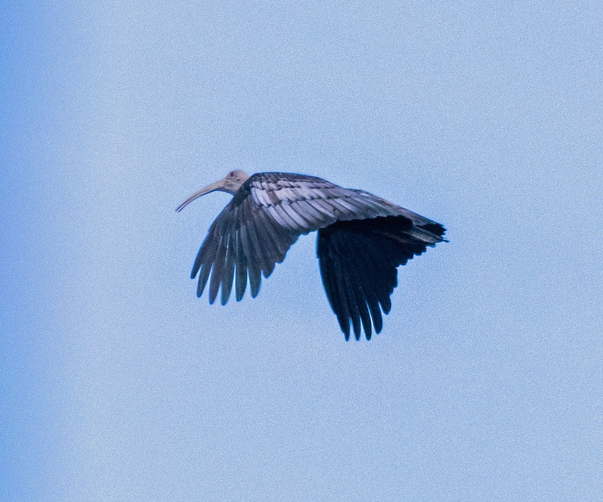 ibis obrovský - ML614987035