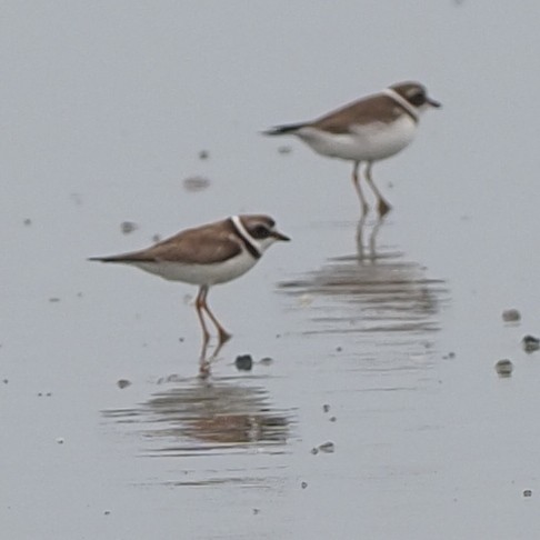 Semipalmated Plover - ML614987170