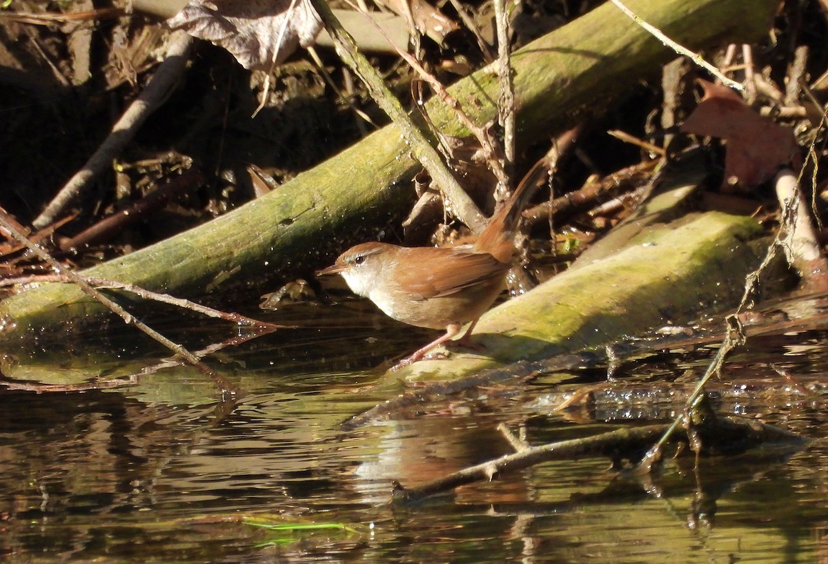 Cetti's Warbler - Mario Alonso