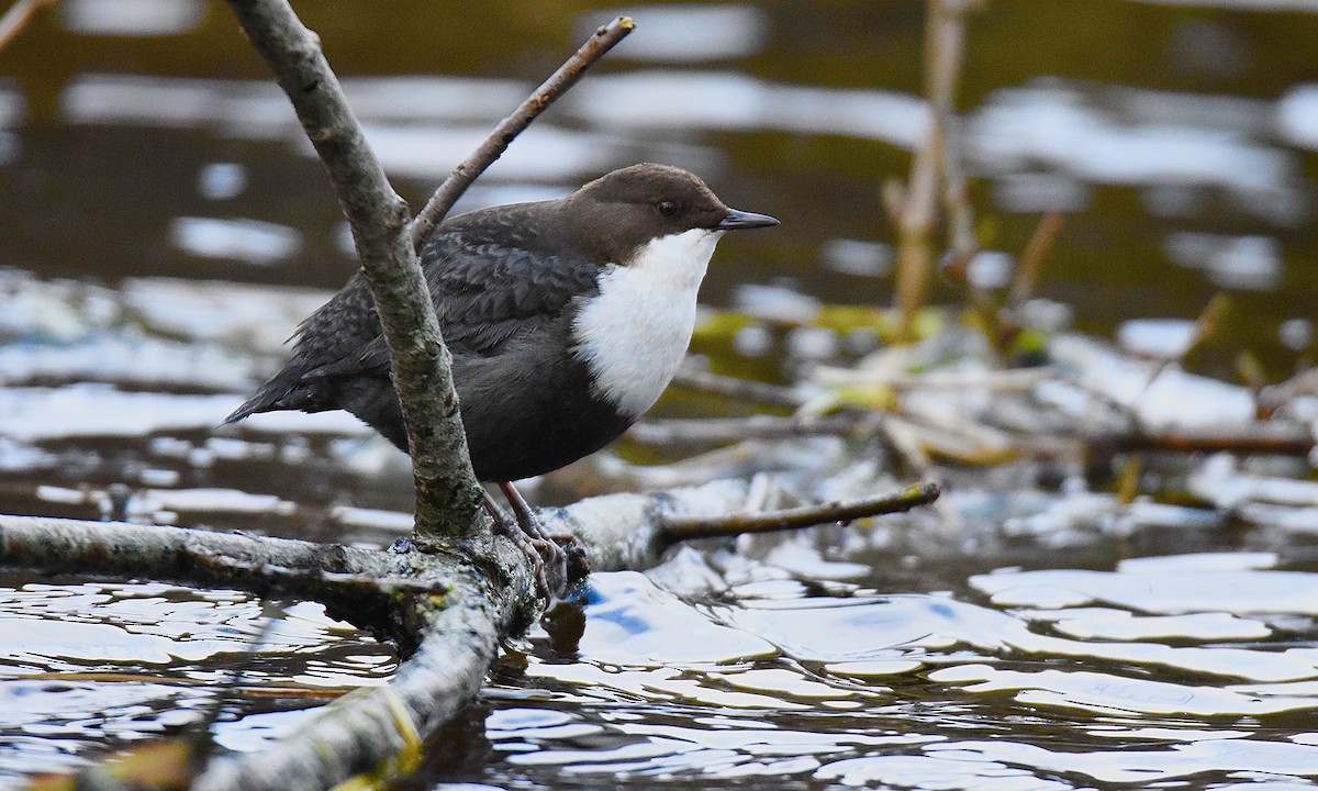 White-throated Dipper - Nick  Park