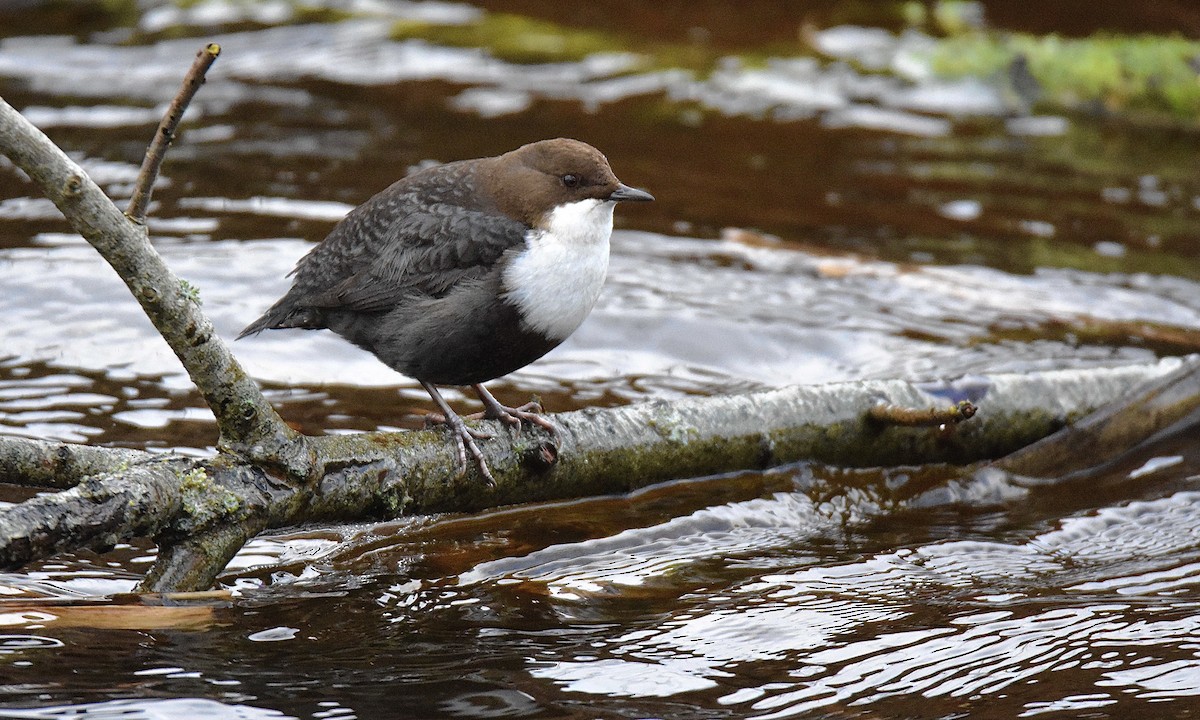 White-throated Dipper - Nick  Park