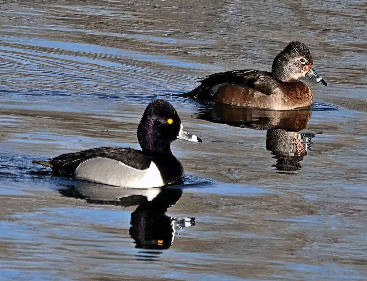 Ring-necked Duck - ML614987646