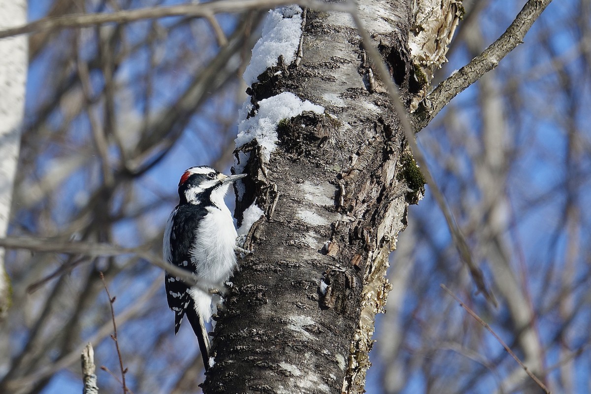 Hairy Woodpecker - Yves Chalifour