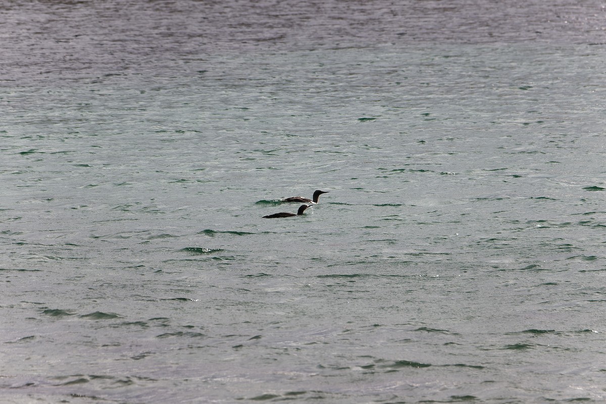Red-throated Loon - ML614987841