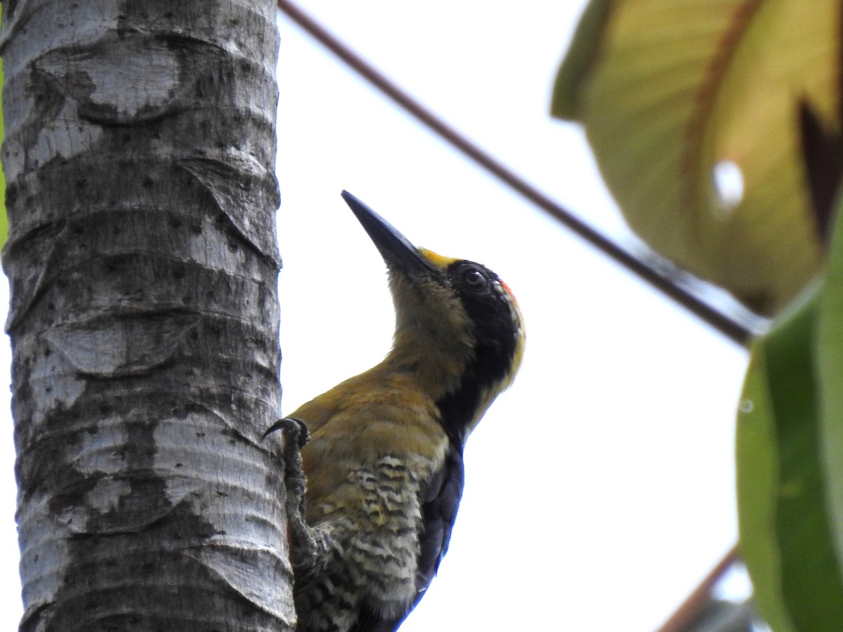 Golden-naped Woodpecker - ML614987967