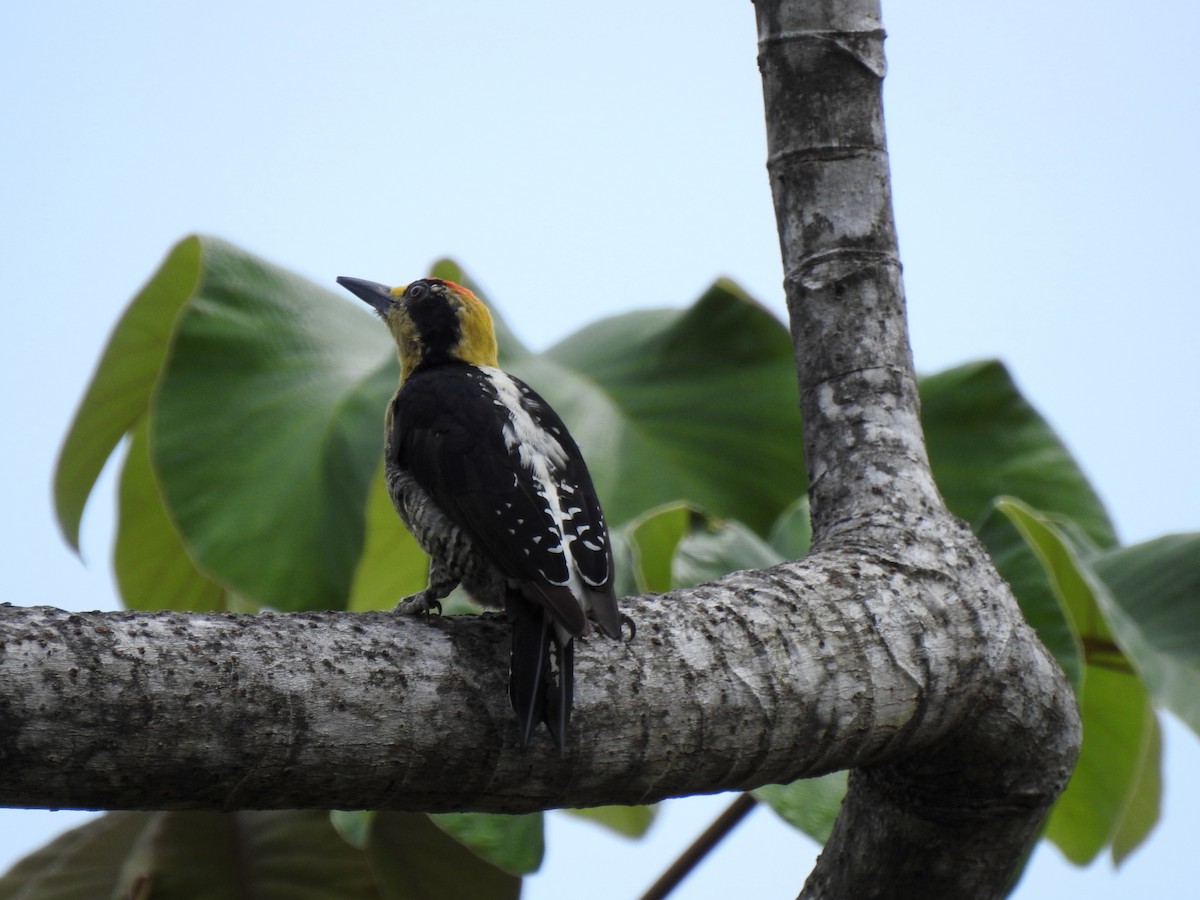 Golden-naped Woodpecker - ML614987968